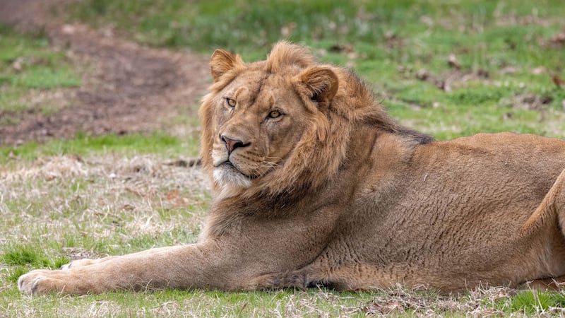 Haji the lion