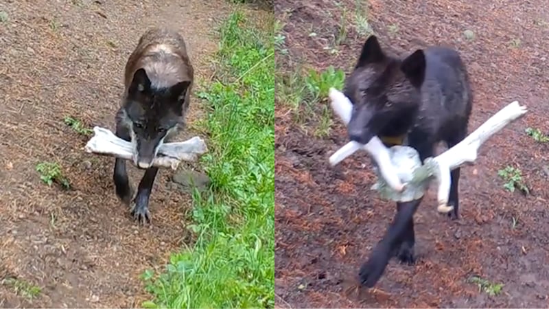 Videos show Yellowstone wolves bringing ‘toys’ to dens for their pups