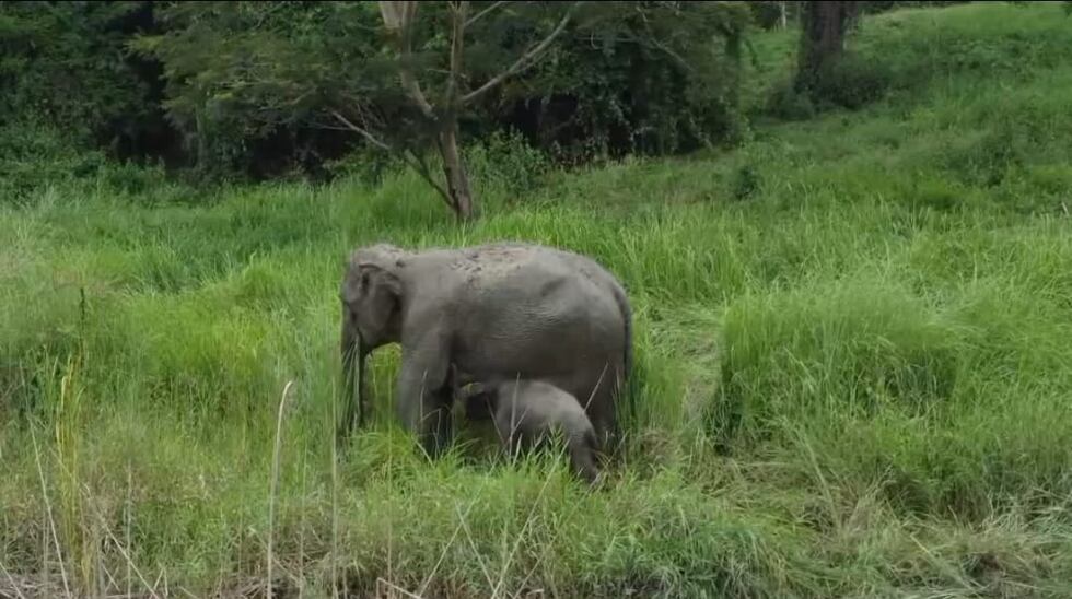 After the rescue, the baby elephant was reunited with his mother.