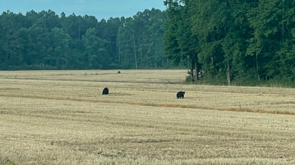 Bears in a field near Columbia, NC