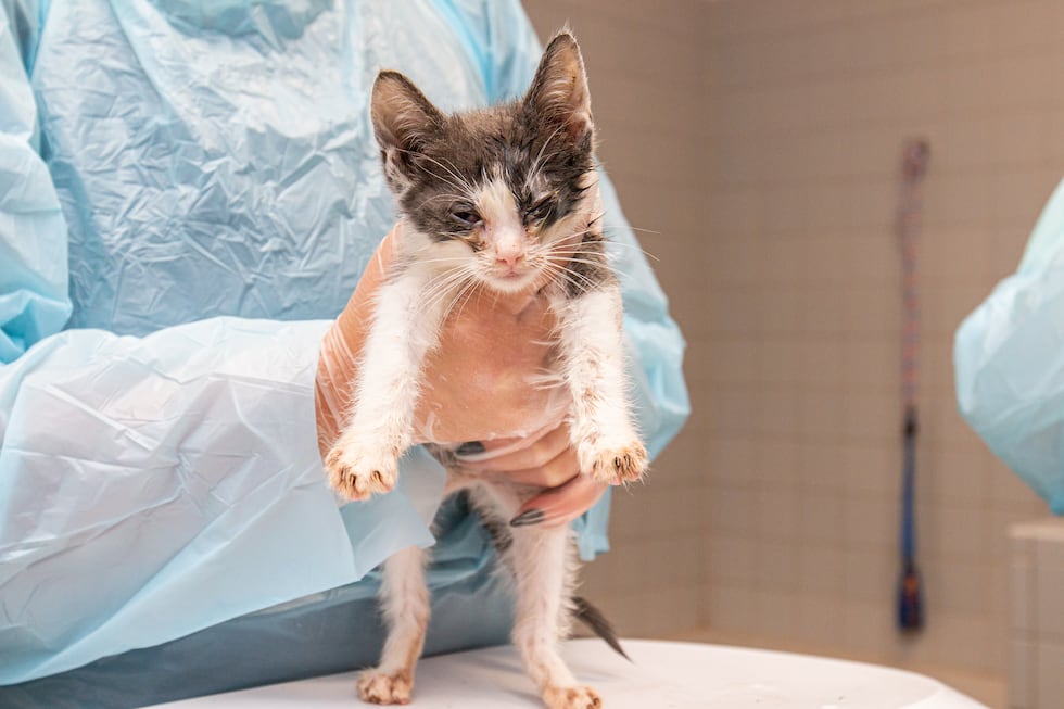 The Animal Rescue League of Iowa said its rescue team rescued 46 cats and kittens from filthy...