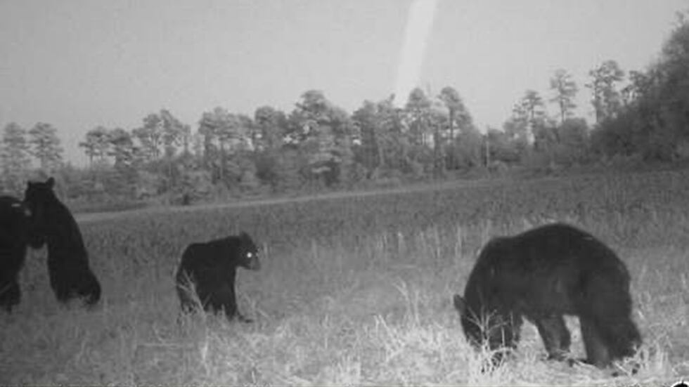 The bears returned about an hour later.