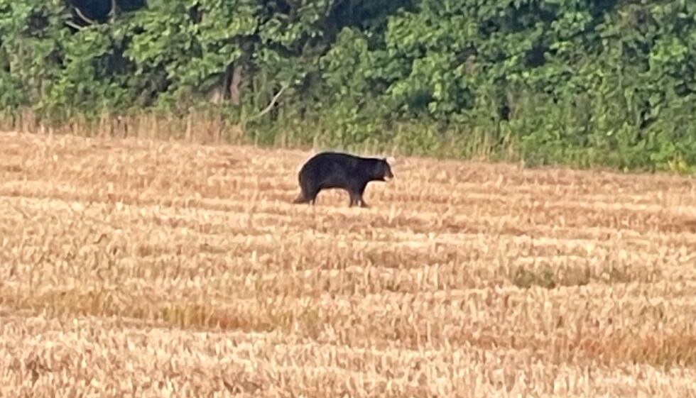Bear in a field near Columbia, NC