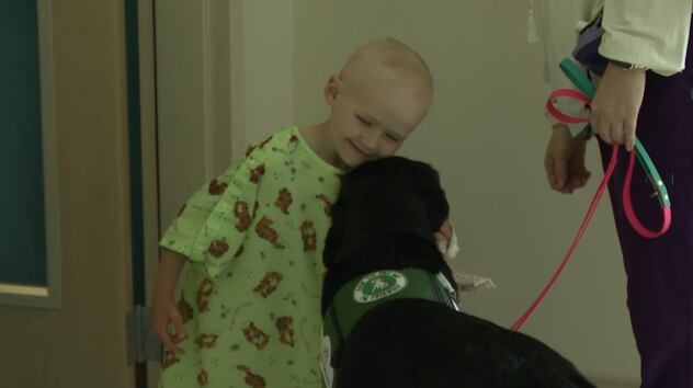 Children's Miracle Network: Meet Sam the beloved Maynard facility dog - Vimarsana News