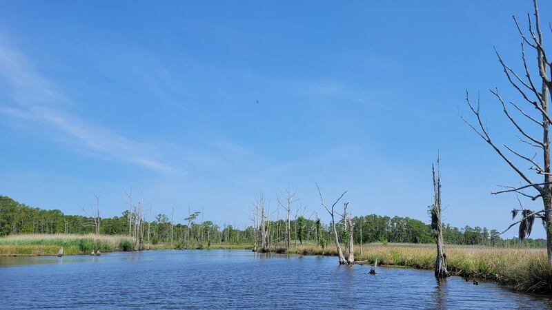 With heat rising in rivers across the world, attention turns to the health of our river...