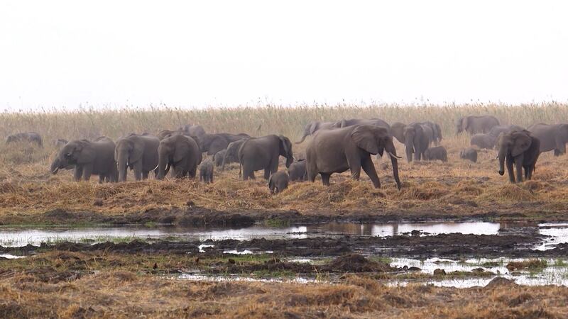 FILE - A new study finds that almost half the world's species are seeing rapid population...