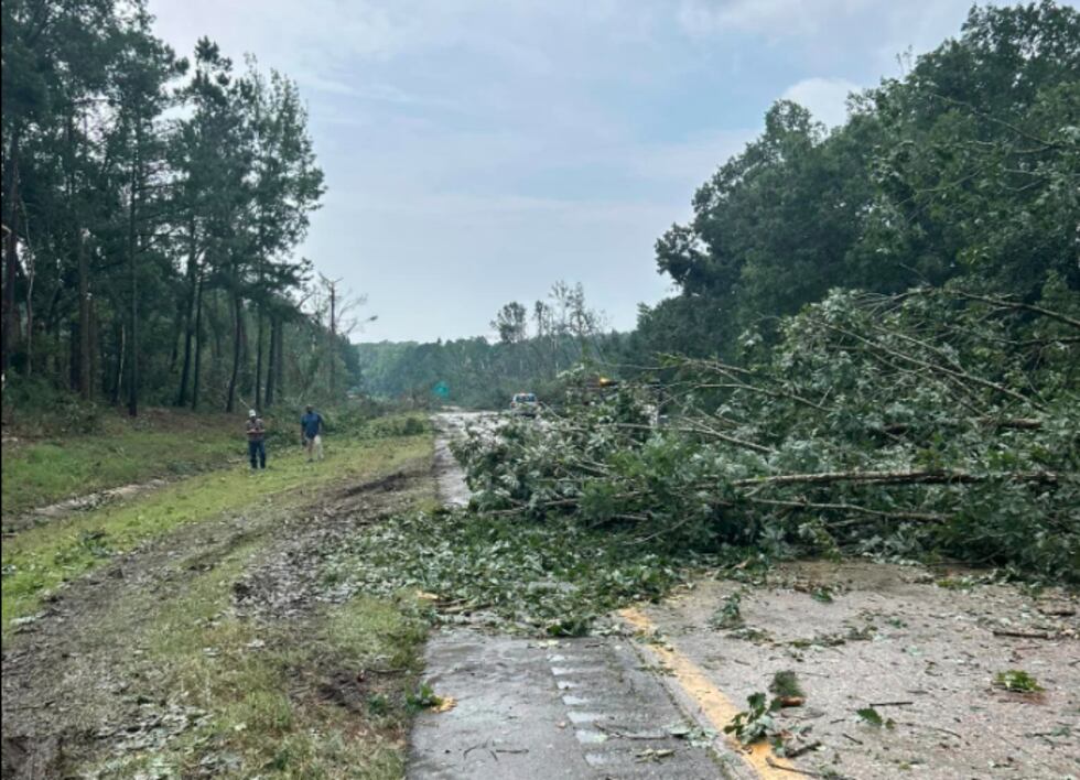Trees brought down by a tornado block all lanes in both directions of I95 near Dortches in...