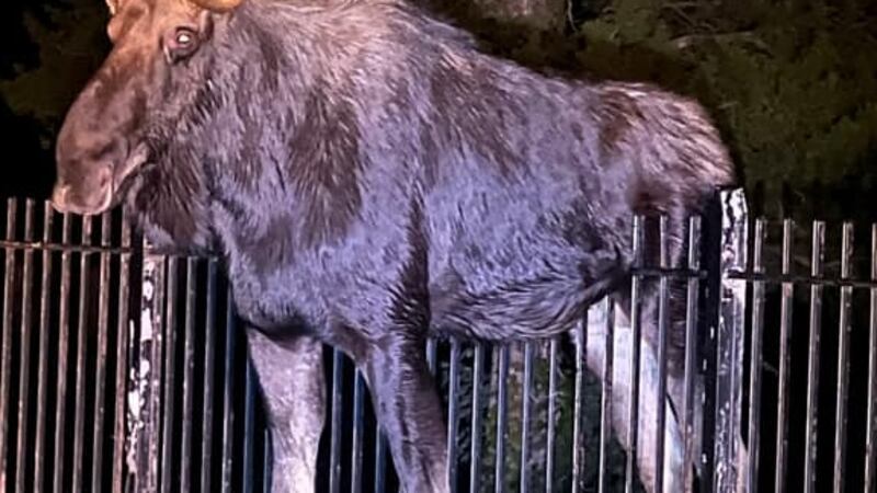 A moose got stuck on a fence.