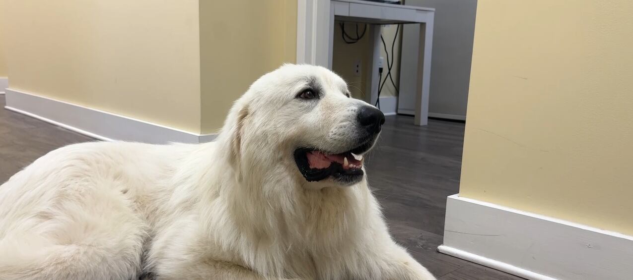 Swansboro Police Department welcomes emotional support dog to boost mental health - Vimarsana News