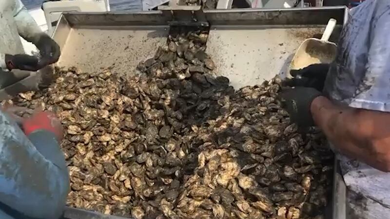 Workers sort through caught oysters