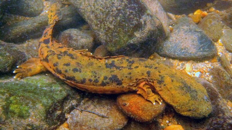 Public Asked to Report Hellbender and Mudpuppy Sightings