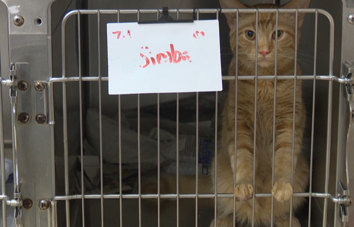 Eastern Carolina low-cost spay and neuter clinic set to close - Vimarsana News