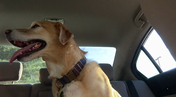 Veterinarian breaks down safe ways to travel with pets ahead of Memorial Day weekend - Vimarsana News