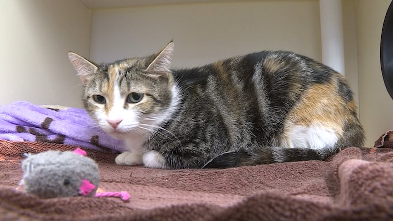 Cat at the Pitt County Animal Services shelter