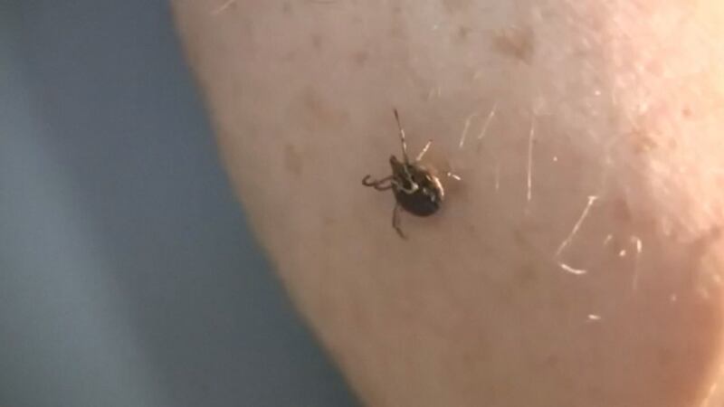 A look at one of the bugs you might see out and about in northeast Arkansas over the summer.